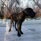 Great Dane puppies for sale from Poland - Great Dane (235)