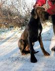 Great Dane puppies for sale from Poland - Great Dane (235)