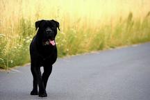 Blue, black Cane Corso puppies with pedigree - Italian Corso Dog (343) Blue, black Cane Corso puppies with pedigree - Italian Corso Dog (343)
