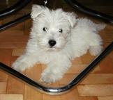 West Highland white terrier - West Highland White Terrier (085)