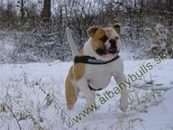 Albanybulls- American bulldog