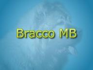 Bracco MB - Boerboels and Caucasian Shepherd Dogs - braccomb