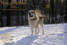 Kennel «Pride of Georgia» - Tetiana