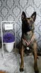 Breeding of Belgian Shepherd Malinois - BryniarscyFCI - Andrzej