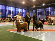 Kinu Liutas kennel  - Oleksandr Khilyk