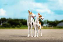 Ibizan Hound FCI official Kennel BALTAS VEJAS. Since 2013 - Jurgita Keserauskiene