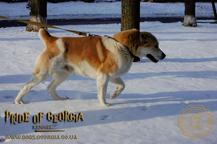 Kennel «Pride of Georgia» - Tetiana