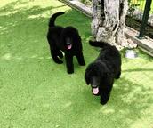 Simba Poodle Kennel - Simba Breeding Center
