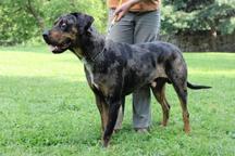 Catahoula leopard dog - Numa