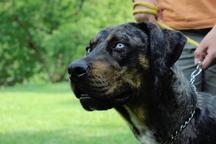 Catahoula leopard dog - Numa