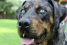 Catahoula leopard dog - Numa