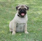 Pug kennel from Czech republic - krizova