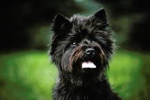 Cairn terrier ,,Nenuoramų namai,, - Sandru