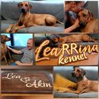 LeaRRina (FCI) kennel, Slovakia - Katarina Kollarova