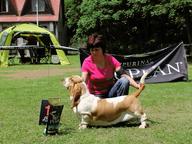Basset hound Queen´s Hermelin - krizova