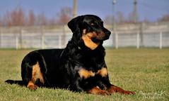 Abilene z Odasu - Beauceron (044)