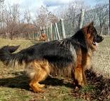 German shepherd longhaired - Georgian shepherd