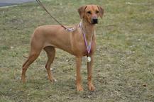 A'ONE ALECIA BETH MALAWI WAY - Rhodesian Ridgeback (146)