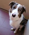 Border Collie Blue Merle - Border Collie (297)