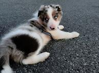 Border Collie Blue Merle - Border Collie (297)