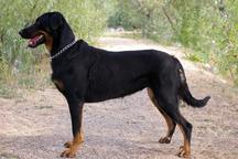 Abilene z Odasu - Beauceron (044)