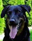 Abilene z Odasu - Beauceron (044)