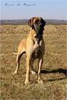 BRUNO DE MAYESTE  - Great Dane (235)