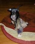 Italian gryeyhoud - 2 puppy, male, with pedigree FCI - Italian Greyhound (200)