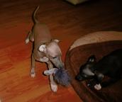 Italian gryeyhoud - 2 puppy, male, with pedigree FCI - Italian Greyhound (200)