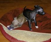 Italian gryeyhoud - 2 puppy, male, with pedigree FCI - Italian Greyhound (200)