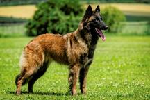 Ch. Sweety Deabei - Belgian Shepherd Dog (015)