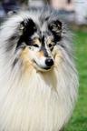 Ch.Radiant Eyes Neymar - Collie Rough (156)